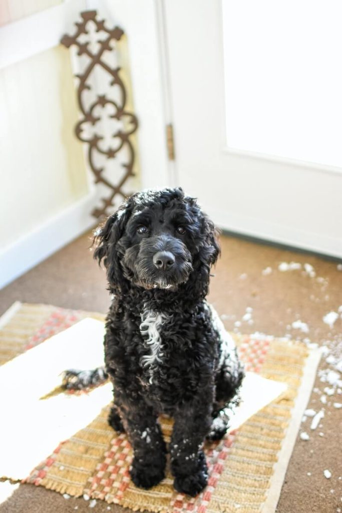 Black doodle sitting on a doormat with snow